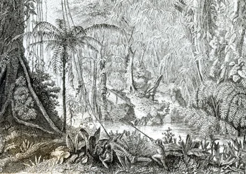 Interiör av en urskog i Amazonas